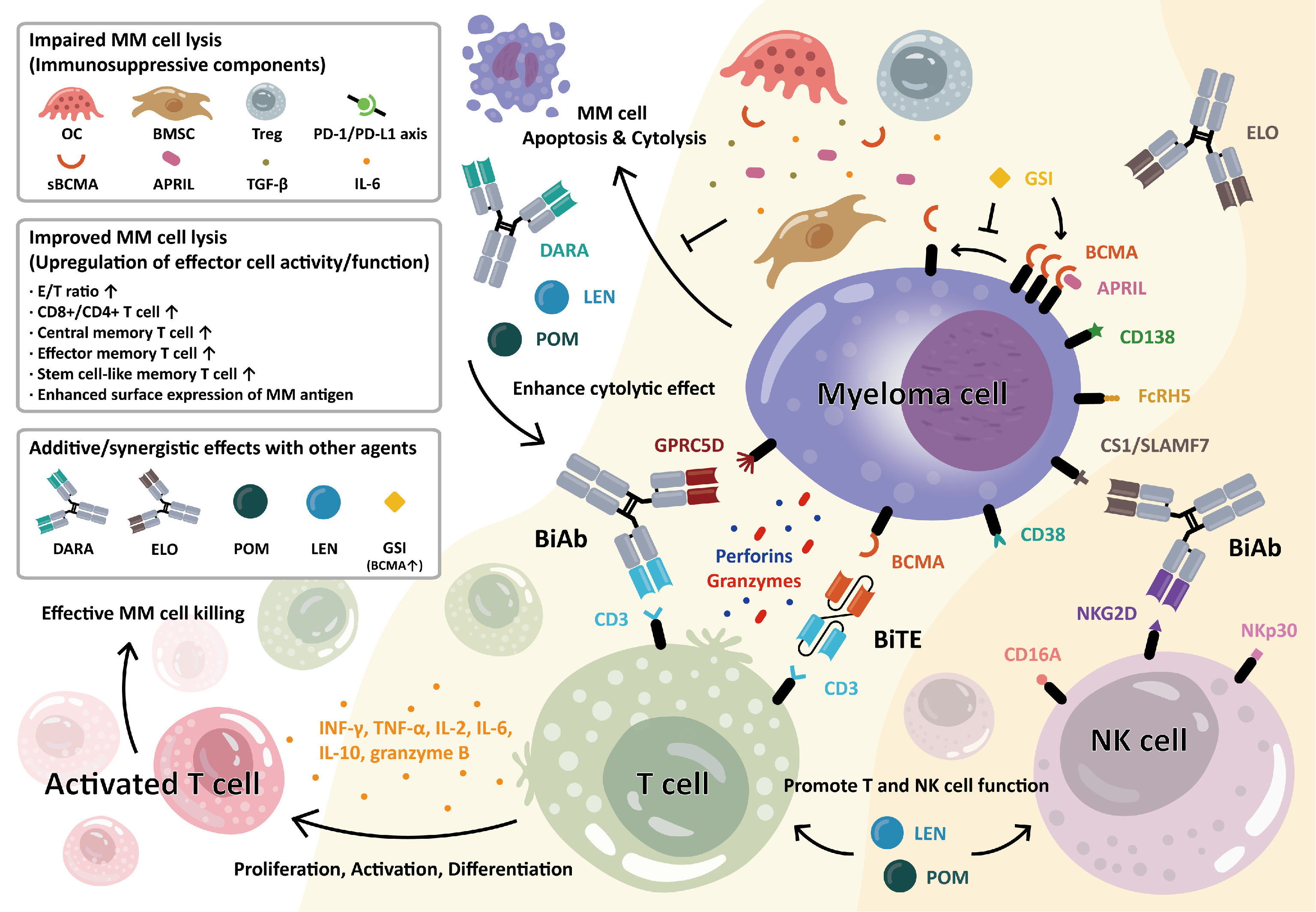 The binding mechanism of an anti multiple myeloma antibody to the human GPRC5D homodimer